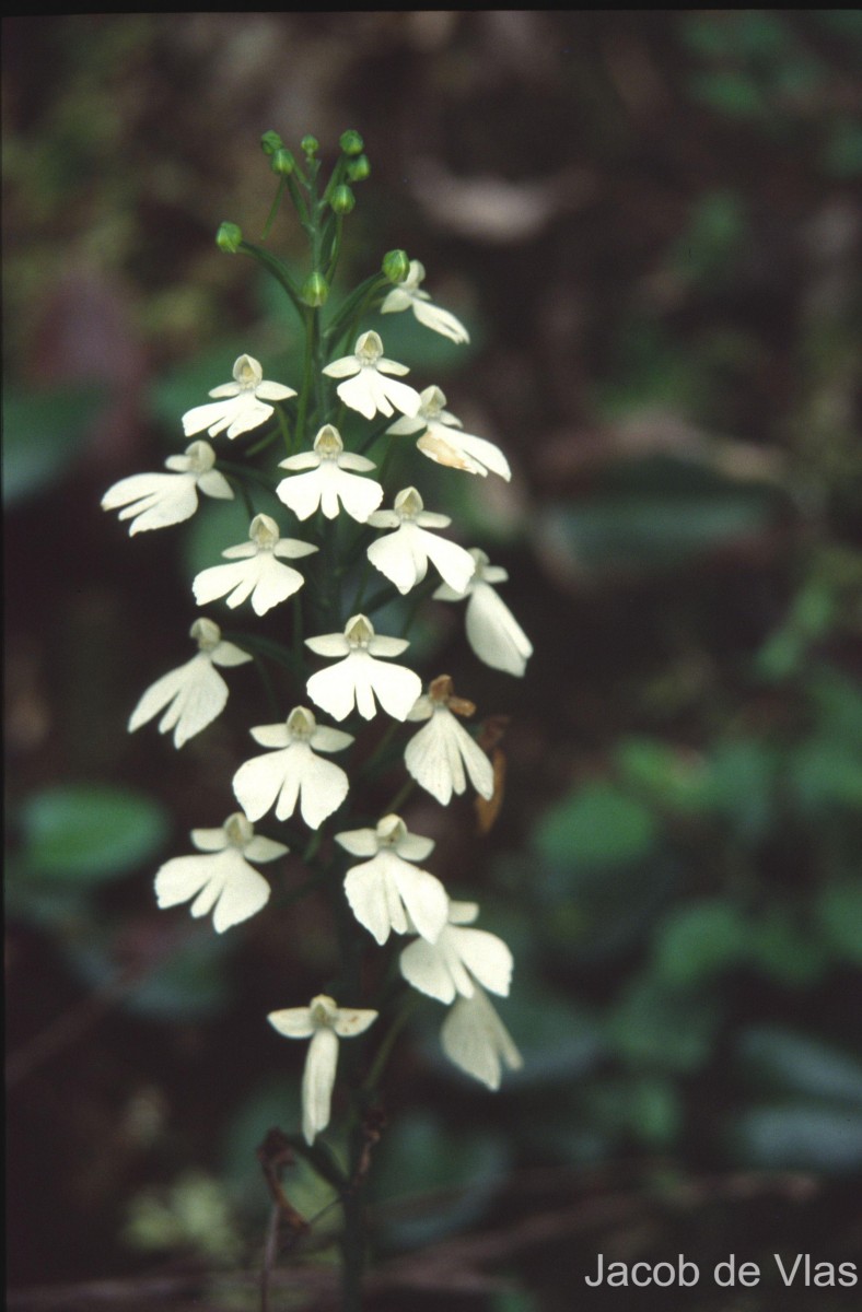 Habenaria plantaginea Lindl.